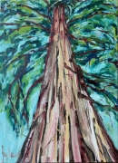 Dr. James' Cedar Tree - 24x26" - Oil on Canvas - $1800.00